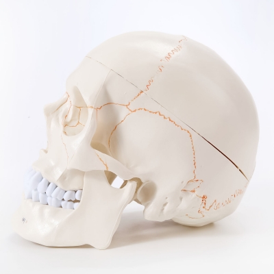 Модель черепа Numbrain пронумерованная с головным мозгом-5