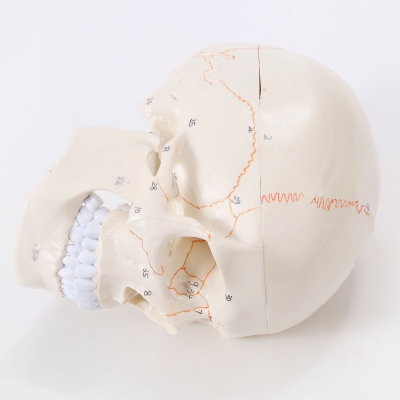 Модель черепа Numbrain пронумерованная с головным мозгом-4
