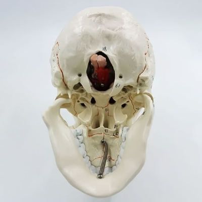 Модель черепа Numbrain пронумерованная с головным мозгом-3