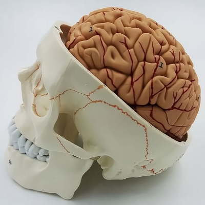 Модель черепа Numbrain пронумерованная с головным мозгом-1