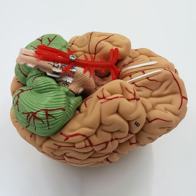 Модель черепа Numbrain пронумерованная с головным мозгом-6