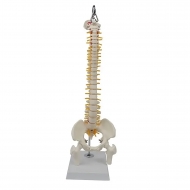 Подвесная анатомическая модель позвоночника человека Anatom 45 см
