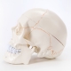 Модель черепа Numbrain пронумерованная с головным мозгом